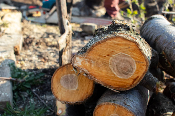 How Our Tree Care Process Works  in  Columbus, GA