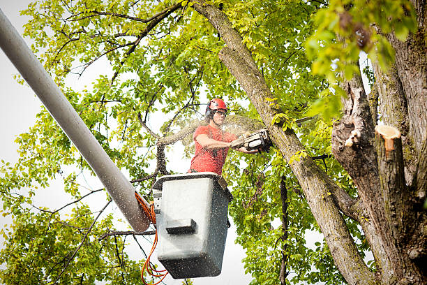 Professional Tree Services in Columbus, GA