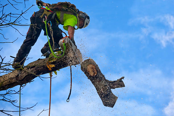 Leaf Removal in Columbus, GA